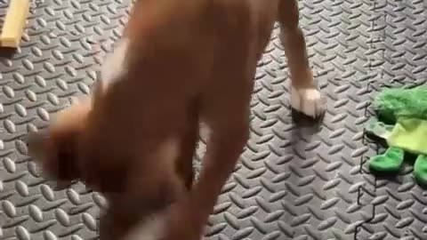 😂🐶 The Dog's Debate with a Carrot is Too Funny! | FunFM