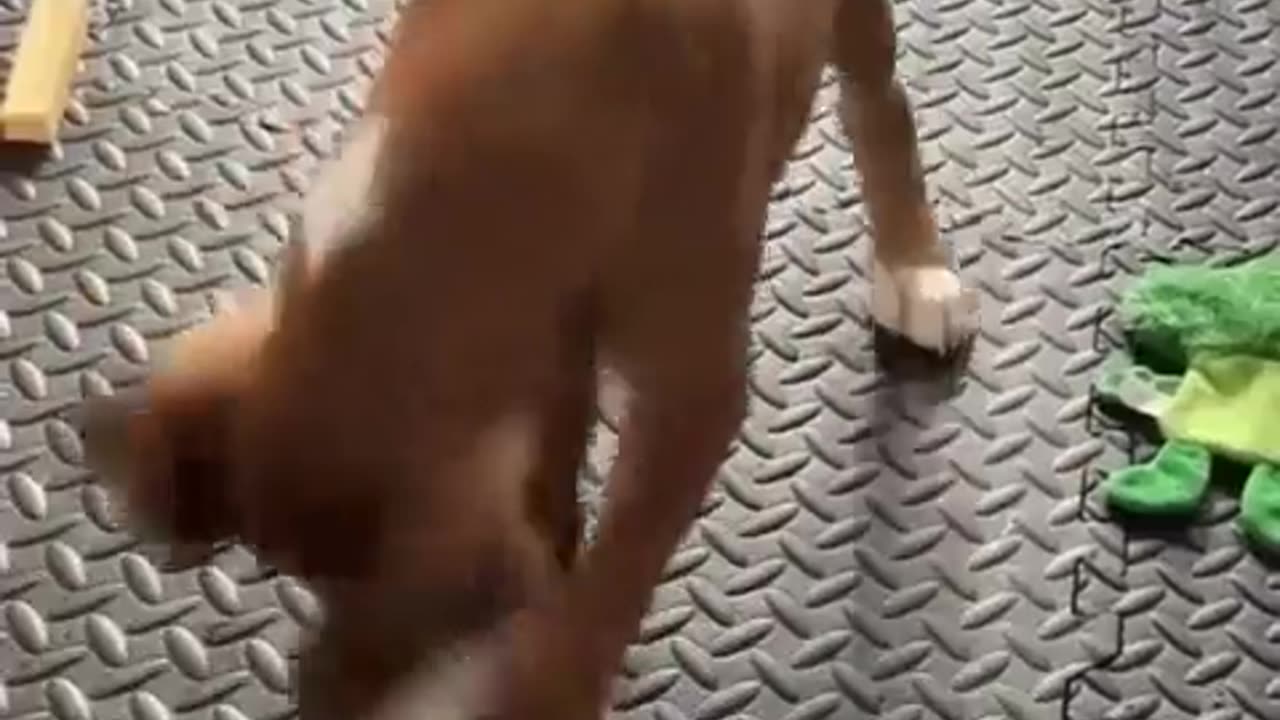 😂🐶 The Dog's Debate with a Carrot is Too Funny! | FunFM