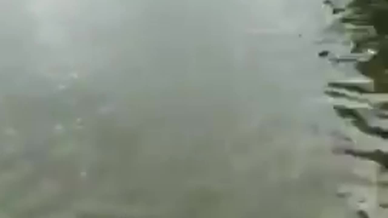 MUSCULAR KANGAROO VS. MAN TRYING TO SAVE HIS DOG 🦘