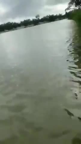 MUSCULAR KANGAROO VS. MAN TRYING TO SAVE HIS DOG 🦘