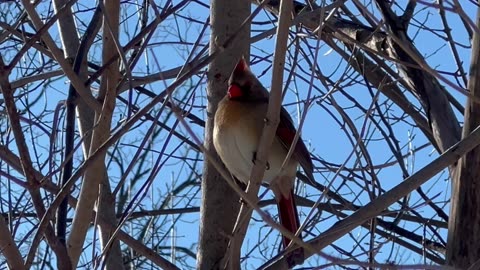 Cardinals at the park in Toronto