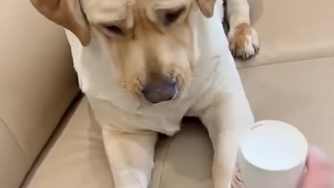 Funny dog moments 80