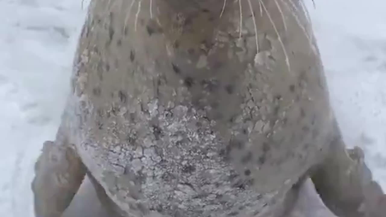 CLAP CLAP SEAL ðŸ¦