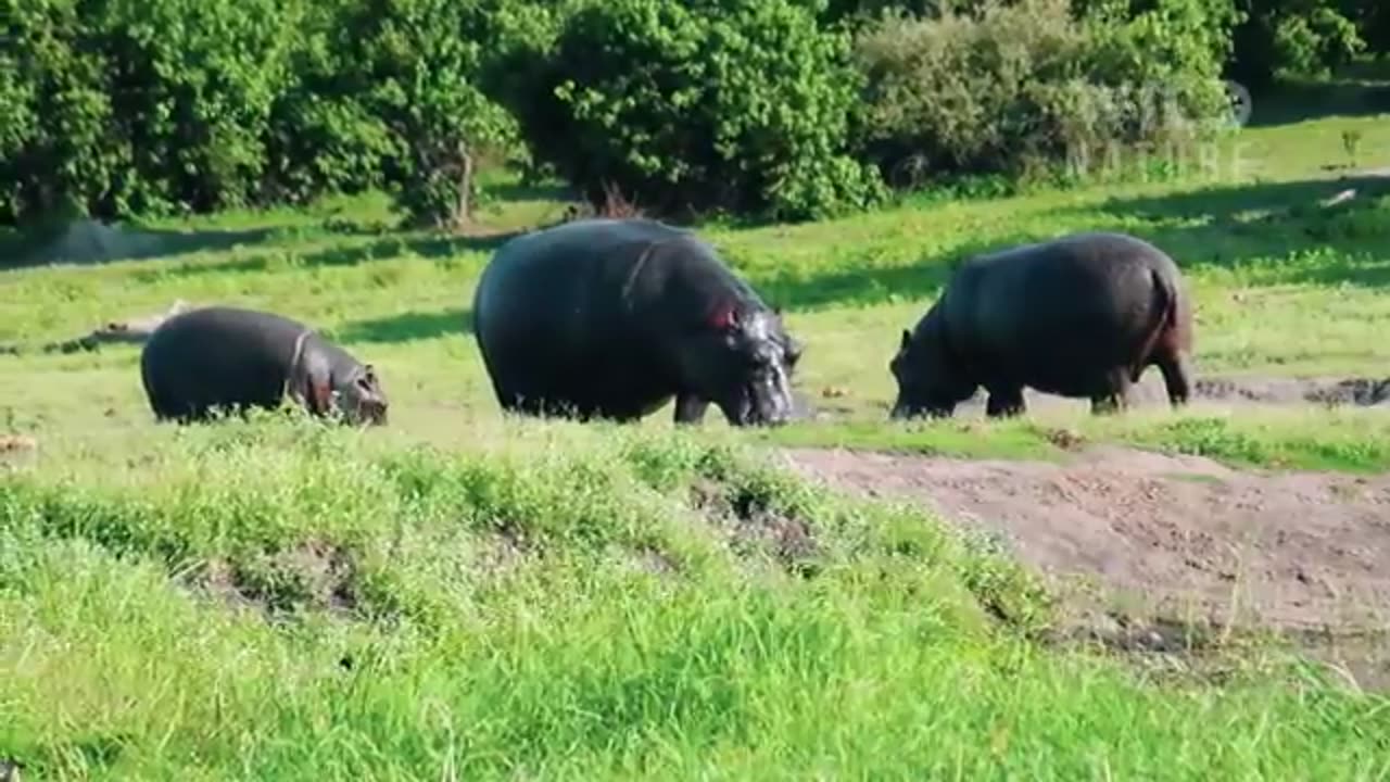 CROCODILE VS HIPPO | Clashes to Determine the Ultimate Ruler #naturedocumentaries | Wild Nature