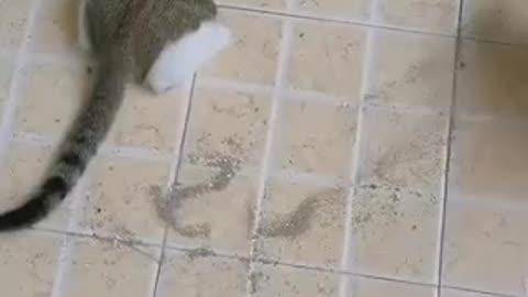 Funny videos of cat 🤣😺