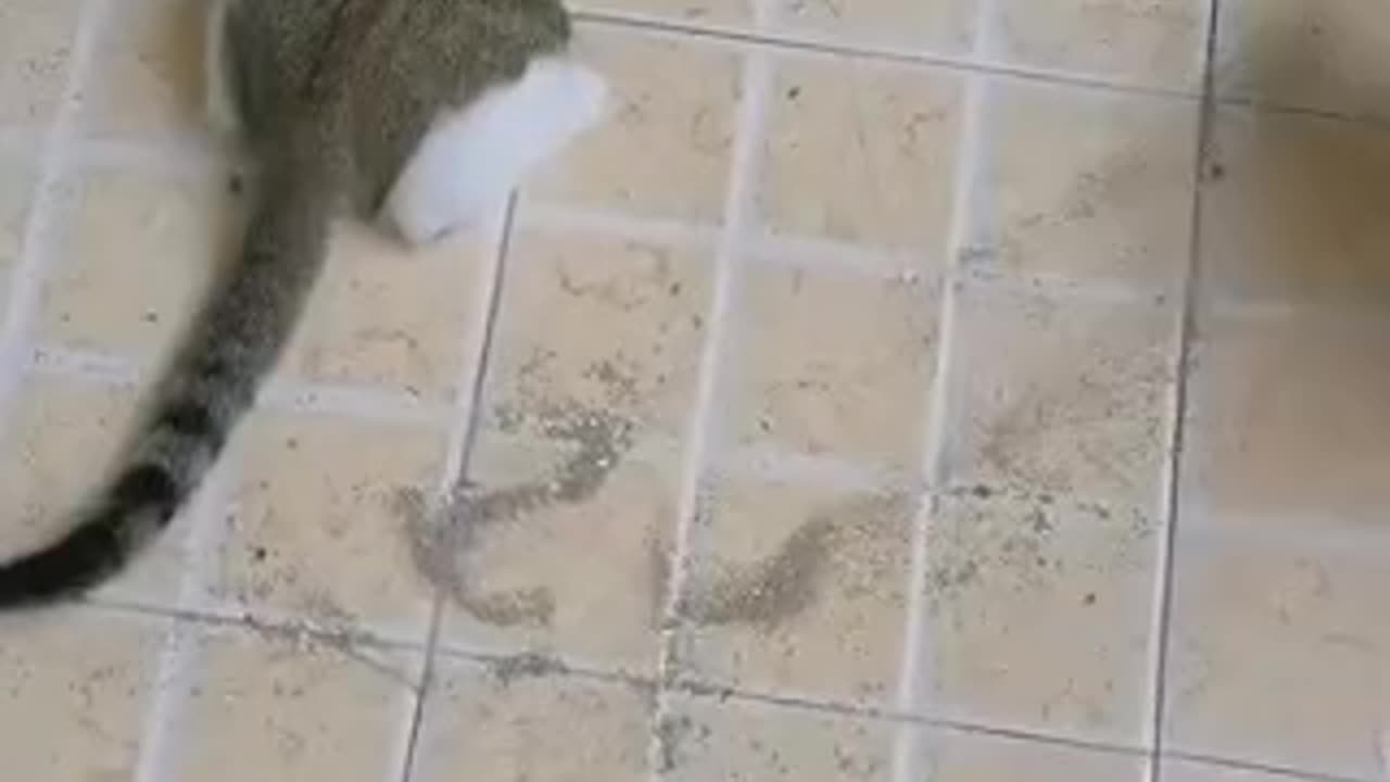 Funny videos of cat 🤣😺