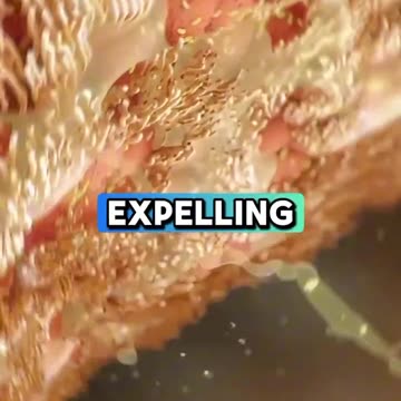 Healthy boiled vege remedies for health mucus and relief cold cough symptoms fast