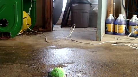 Nervous tick cat toy smashed ( video kinda sucks )