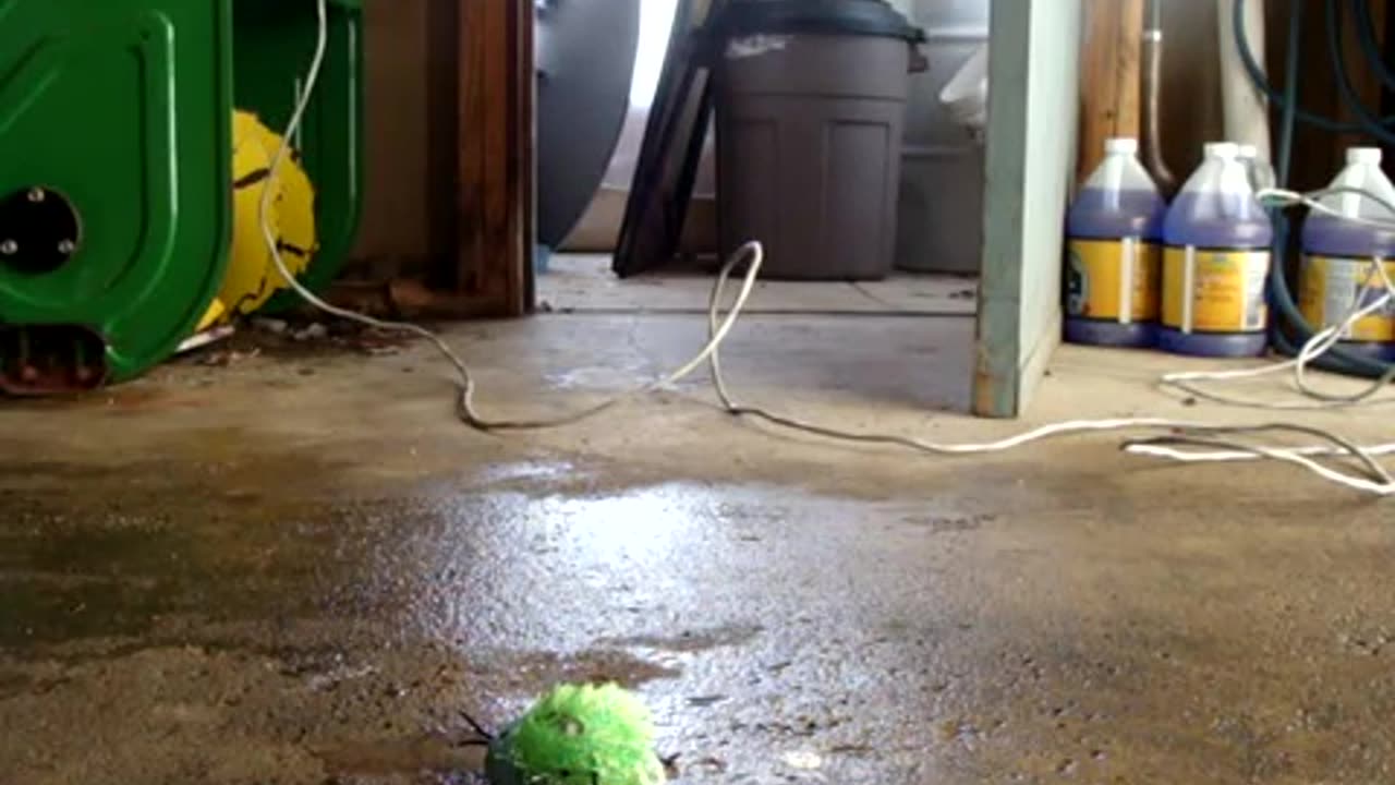 Nervous tick cat toy smashed ( video kinda sucks )