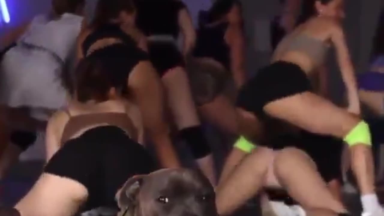 Even The Dog Knows