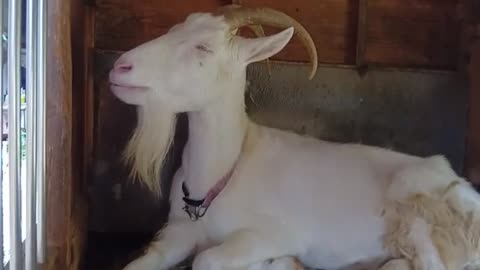 雨の日の山羊小屋にいる山羊さん