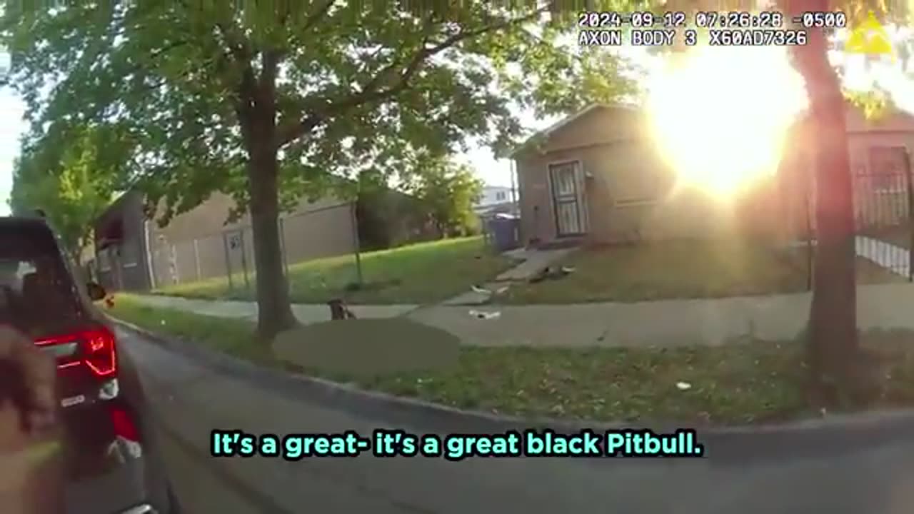 Pit Bulls Attack Woman During Terrifying Rampage
