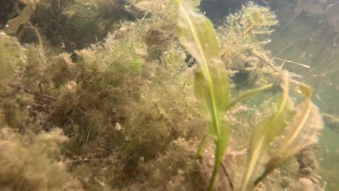 Underwater and plants