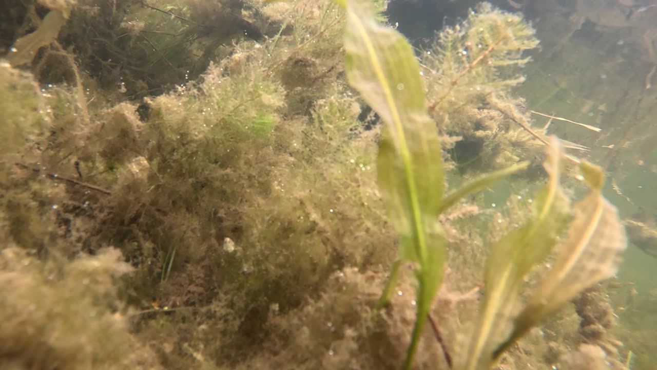 Underwater and plants