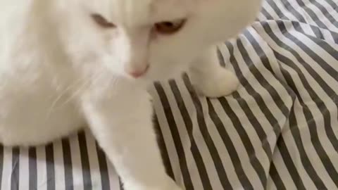 Funny Cat Videos - Part 1