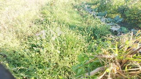 Actividades na Horta Experimental, Margem Sul Agrofloresta 2nd of Sept 2k25 Pt 5
