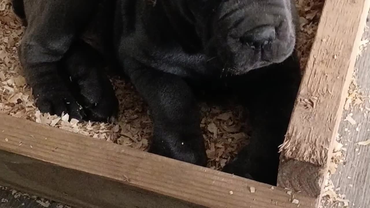 Cane Corso Puppies Warhammer Cane Corso