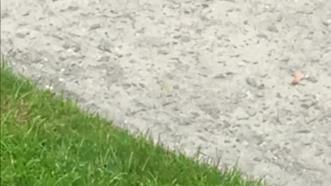Thrush birds