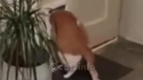Fat Cat😂😂😂