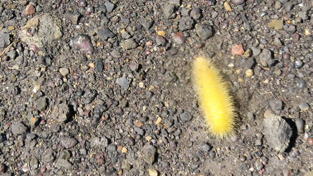 Yellow caterpillar