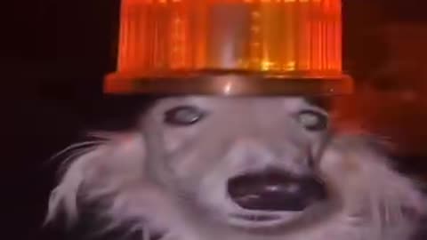 Funny animals