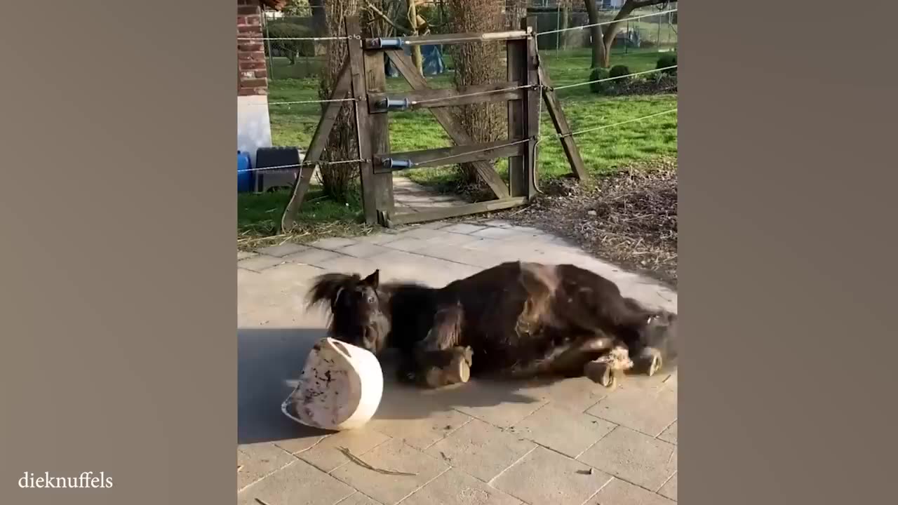 The FUNNIEST Horses Video.
