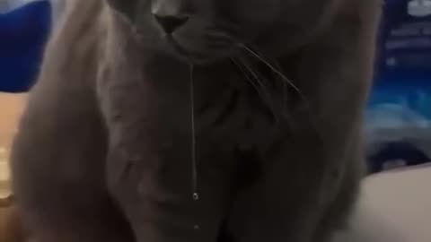 Hypnotized by chicken tendies