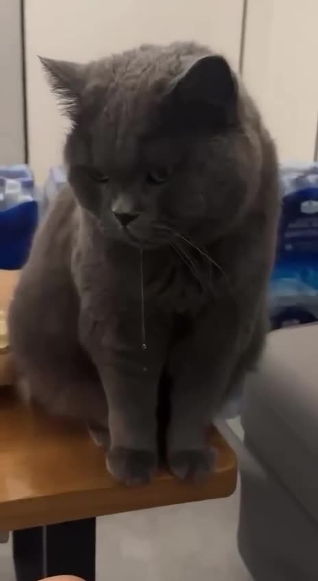 Hypnotized by chicken tendies