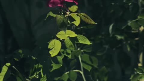 Stunning Red Rose at Night #maxrecords #larkana #sindh #pakistan