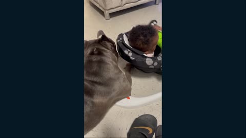 Meet Blue and his family