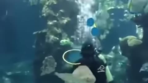 Funny shark