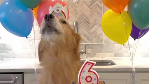 My Golden Retriever 6th Birthday party 🥳🎉 #usa #america #golden #dogs