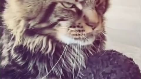 gato-vs-perro_lourdesdharmma