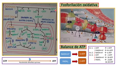ADC SEMESTRAL PARALELO 2025 | Semana 05 | Biología