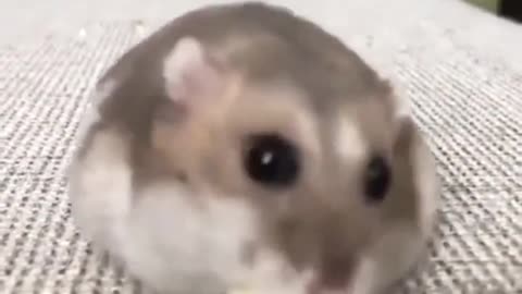 😍😍😘🔥 😍💦 FUNNY Animals and pet's💕😘 😘🔥 💕😘 😍💦 💦