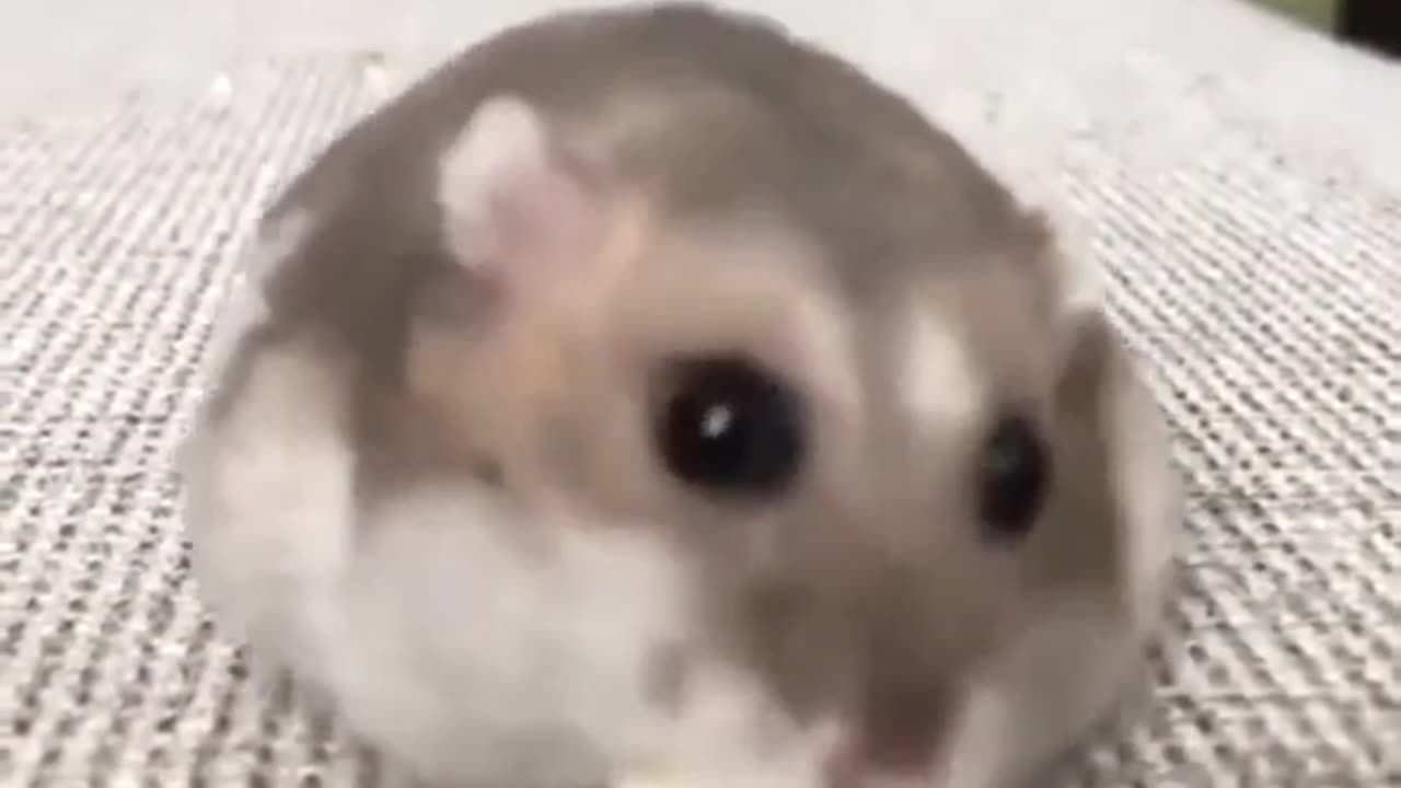 😍😍😘🔥 😍💦 FUNNY Animals and pet's💕😘 😘🔥 💕😘 😍💦 💦