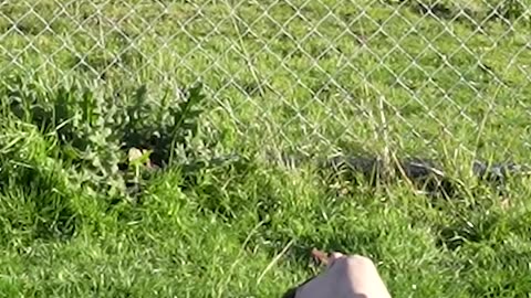 HOW ANIMALS GET OVER A FENCE (WITH EMOJIS)