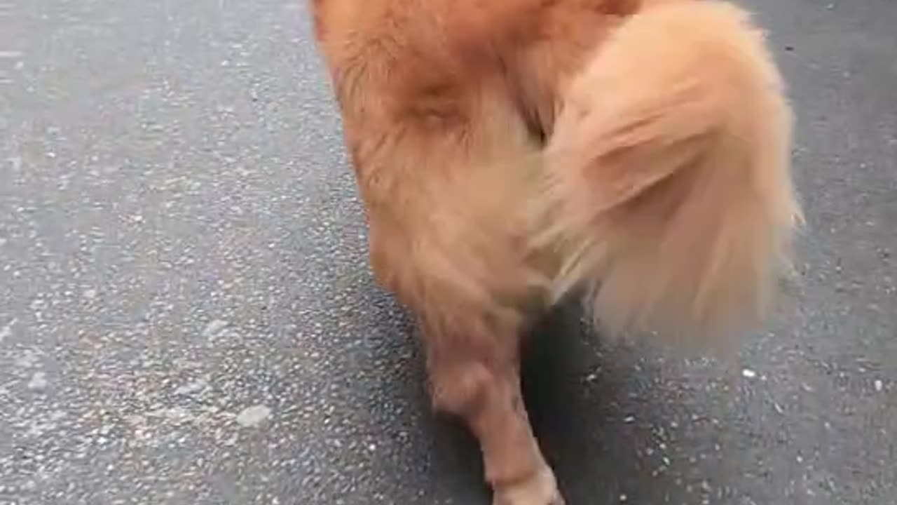 The pace of the dog is haha