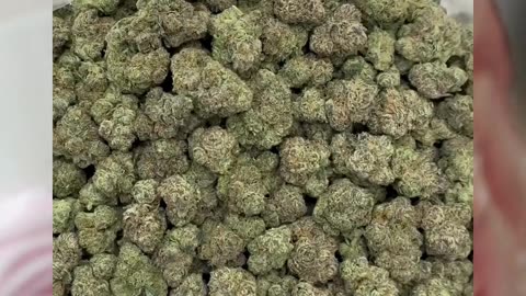 Candy Cake THCa Flower | Hybrid | Peachy Cheese Candy | Euphoric & Energetic Strain | Bulk Available
