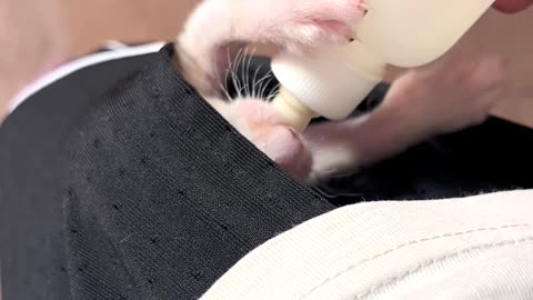 Bottle-Fed Pocket Kitten
