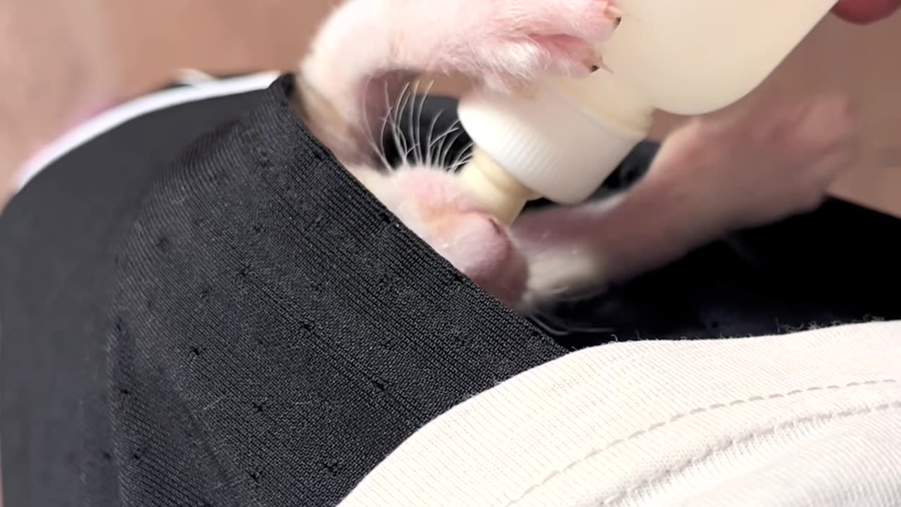 Bottle-Fed Pocket Kitten