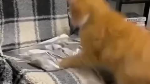 Funny cats FOIL prank 😂