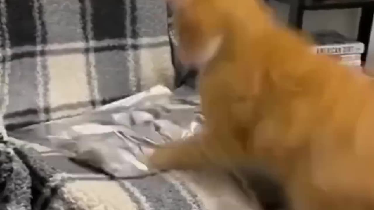 Funny cats FOIL prank 😂