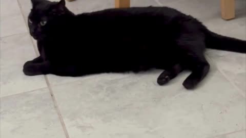 Precious Piper is a Long Lounging Kitty on the Tile - Adopting a Cat from a Shelter Vlog #shorts