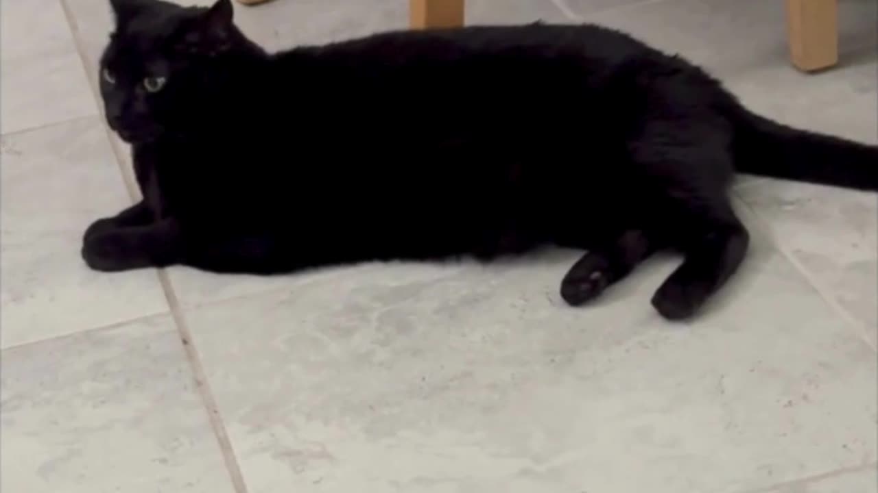 Precious Piper is a Long Lounging Kitty on the Tile - Adopting a Cat from a Shelter Vlog #shorts