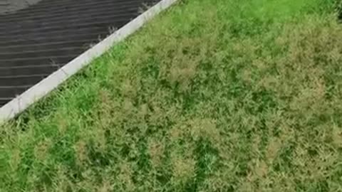Funny Videos you need to watch