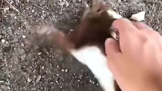 Kind girl saved a squirrel