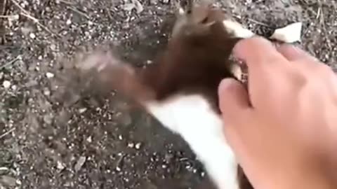 Kind girl saved a squirrel