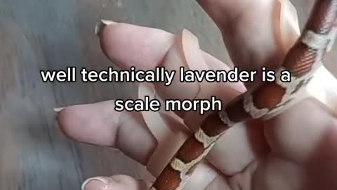 Another Snake Video