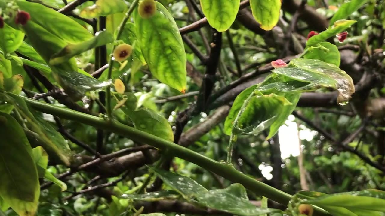 rain video 5